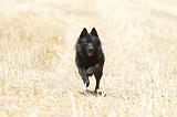 SCHIPPERKE 064